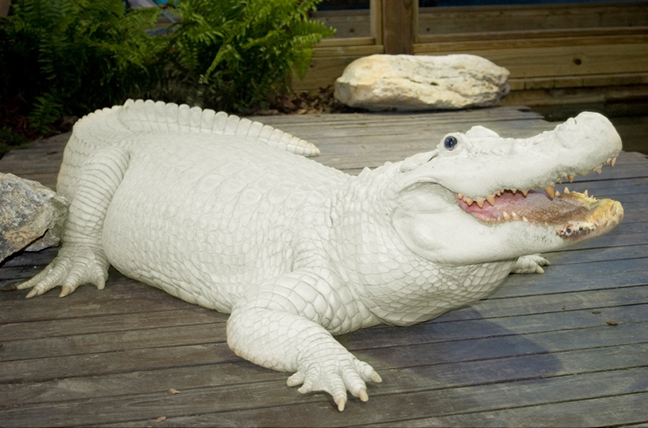 white alligator