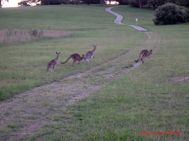 kangaroos