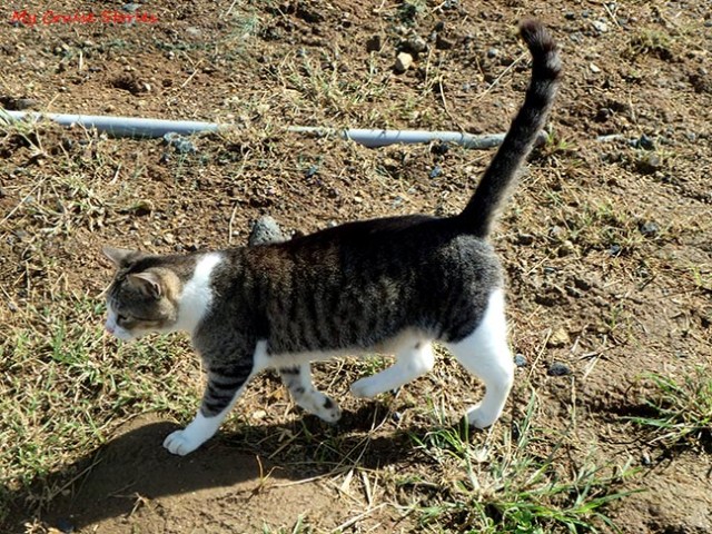 feral cat in San Juan