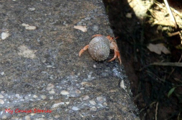 hermit crab