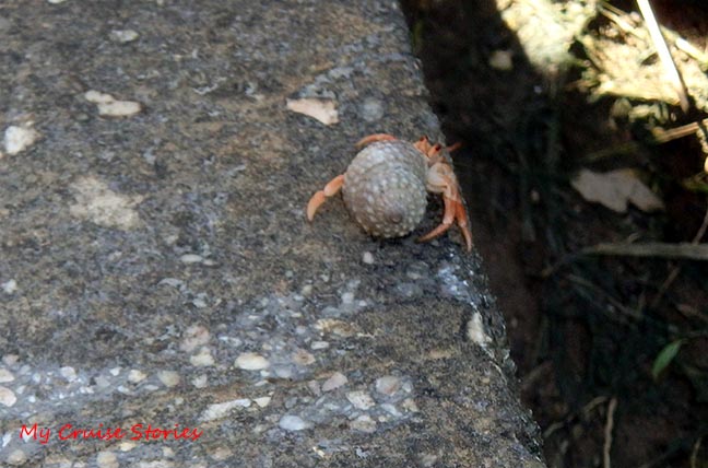 hermit crab