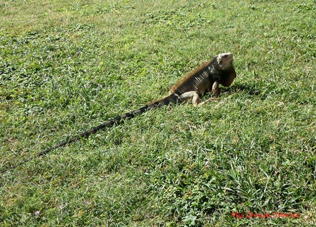iguana