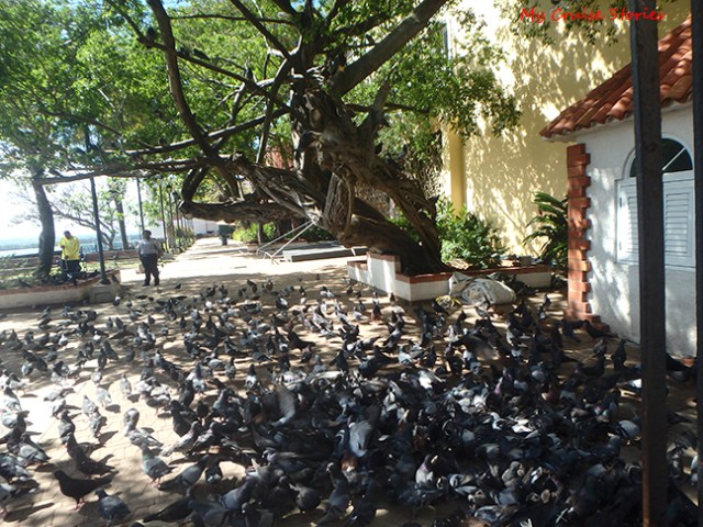 Pigeon Park