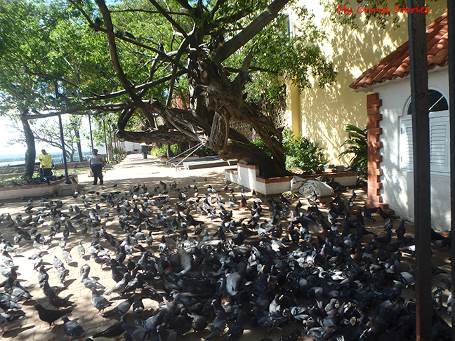 Pigeon Park
