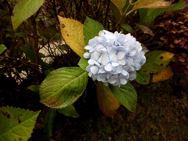 hydrangea