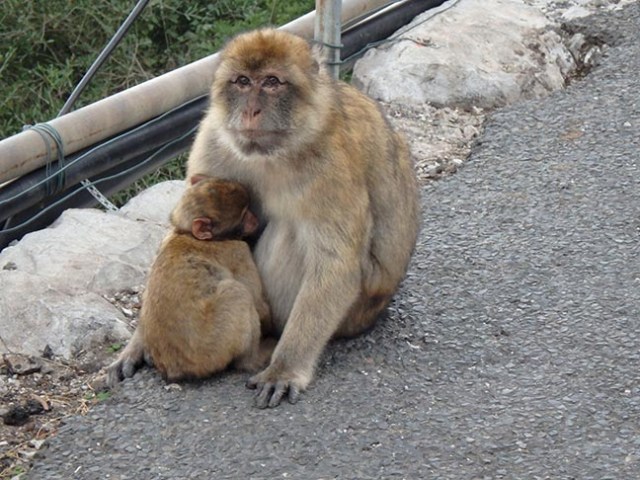 Barbary apes of Gibraltar