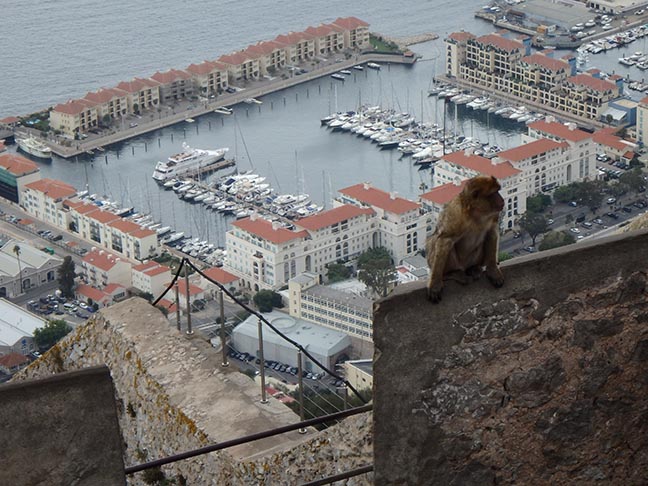 roaside on the rock of Gibraltar