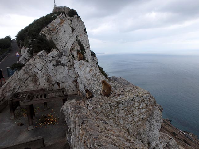 Barbary Apes on the Rock of Gibraltar