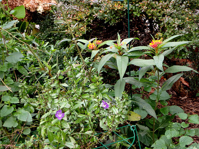 flowers in Central Park