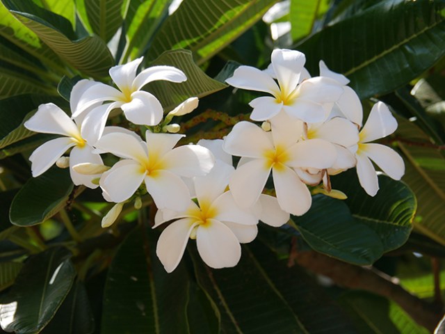 flowers in Hawaii