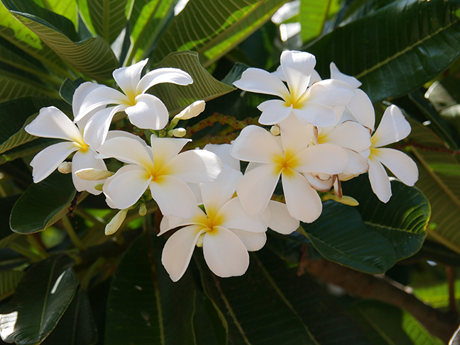 flowers in Hawaii