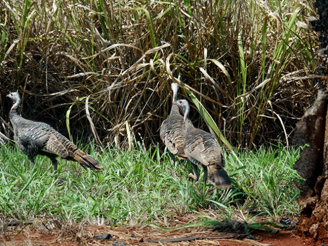 wild turkeys on Lana'i
