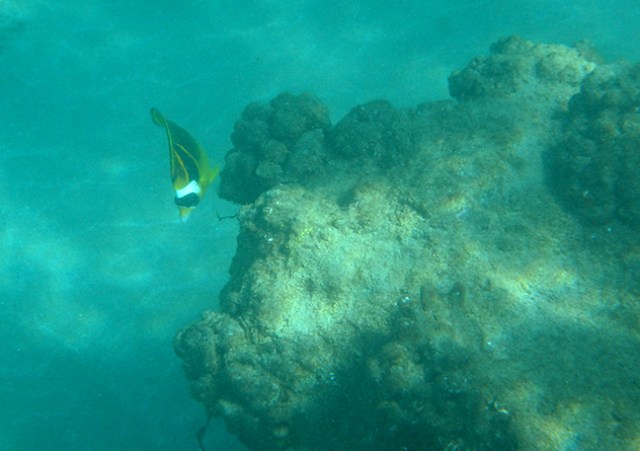 fish in Lanai