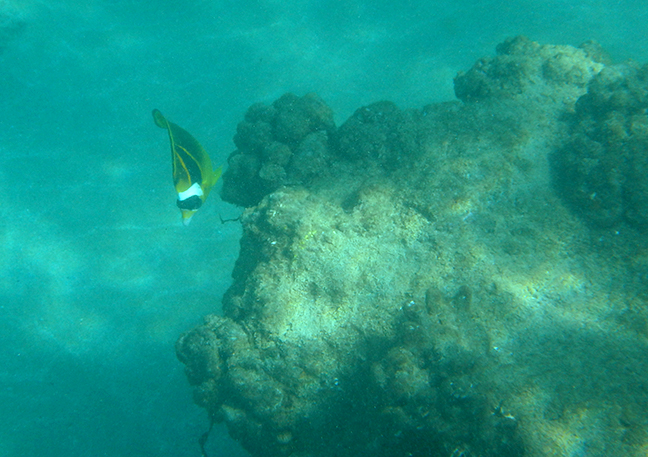 fish in Lanai