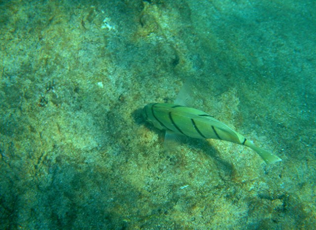 fish in Hawaii