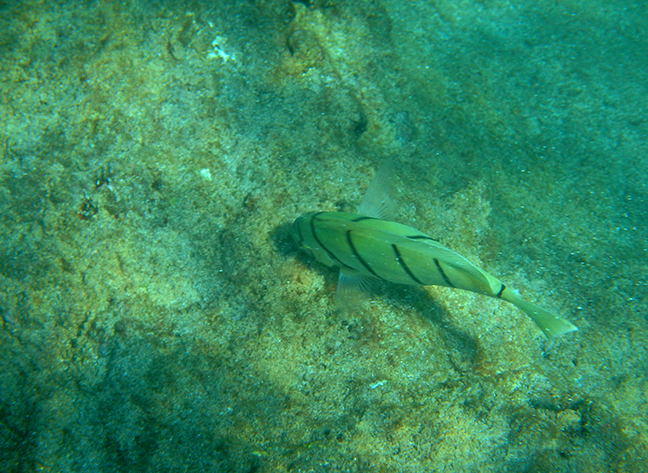 fish in Hawaii