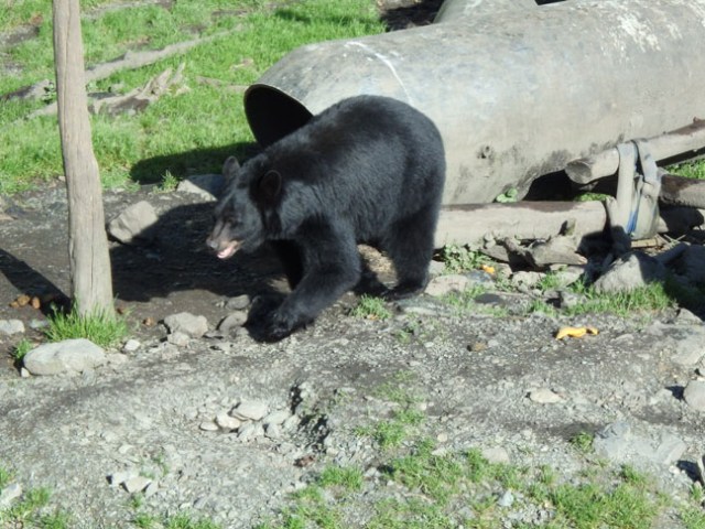 Fortress of the Bear