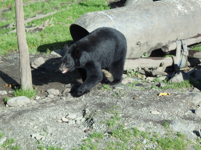 Fortress of the Bear