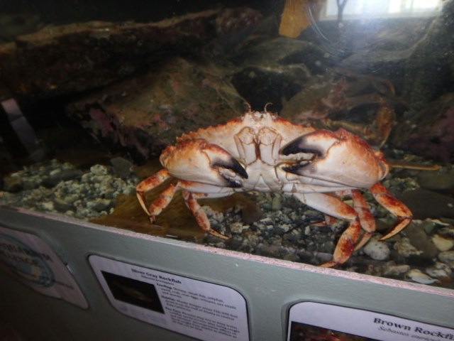 crab