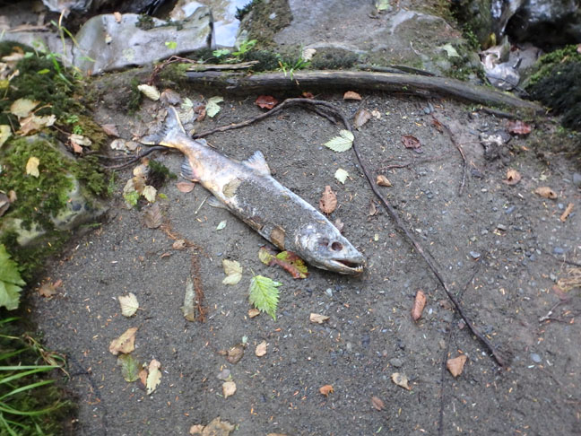 salmon carcass