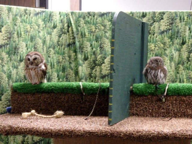 tiny owls