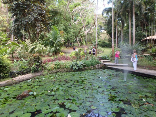 garden pond