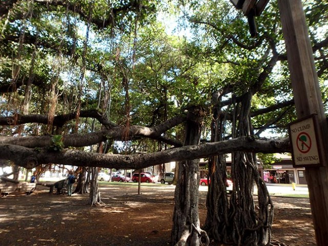 banyan tree