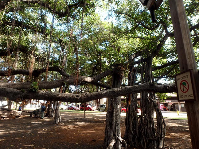 banyan tree