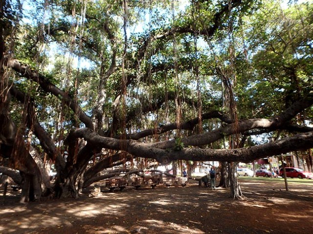 banyan tree