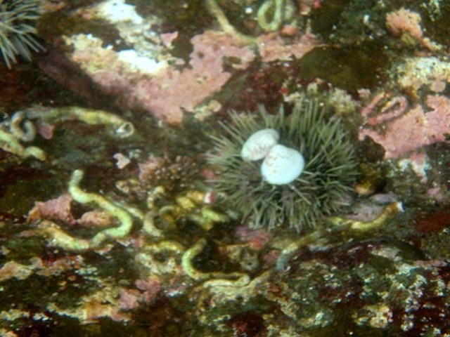sea urchin and clams