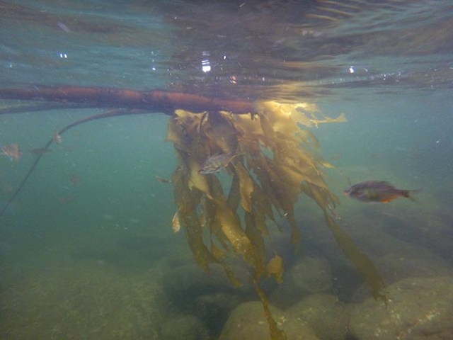 kelp and fish