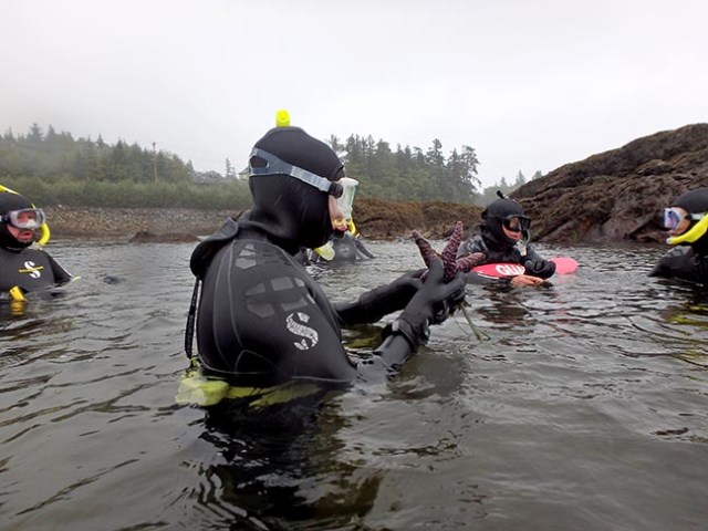 starfish and snorkelers
