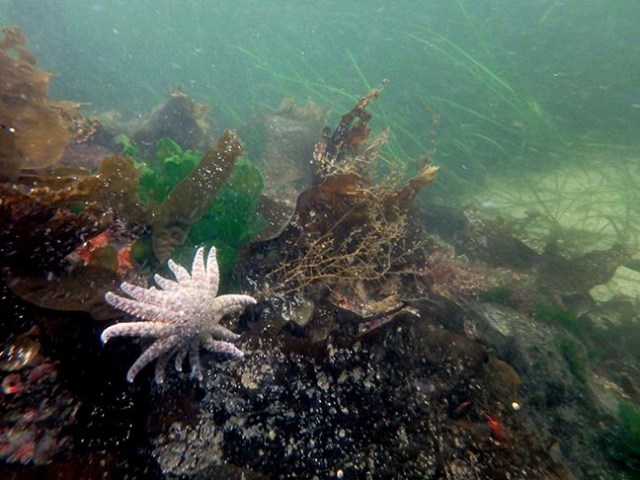 white sea star