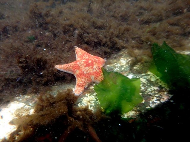 starfish