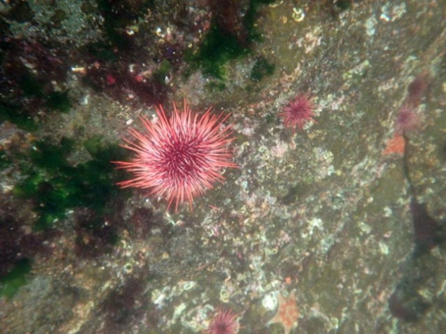 sea urchin
