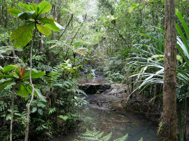 forest park in Fiji