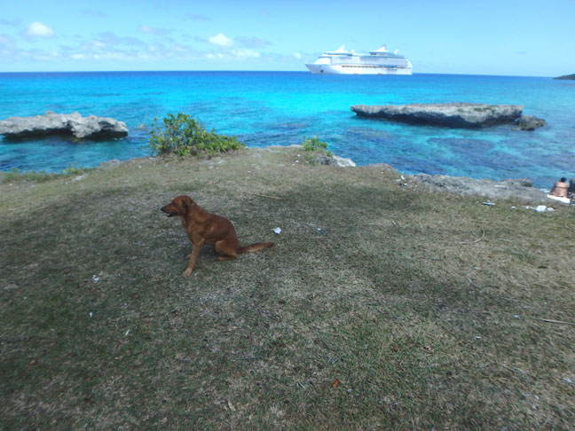 island dog