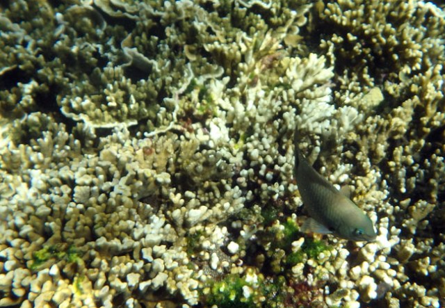 snorkeling on Maré