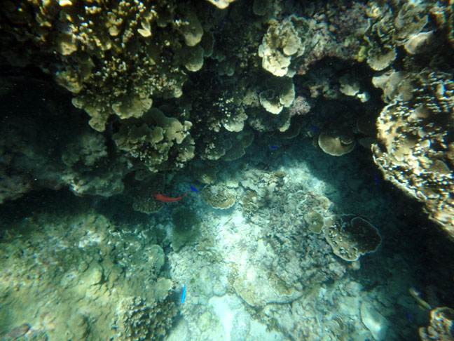 snorkeling on Maré