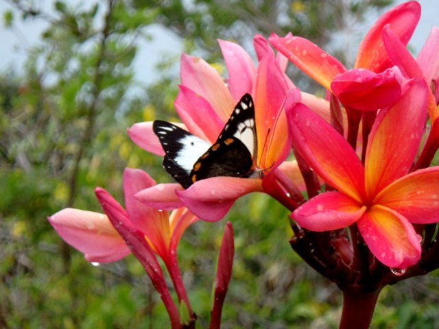 butterfly on Lifou