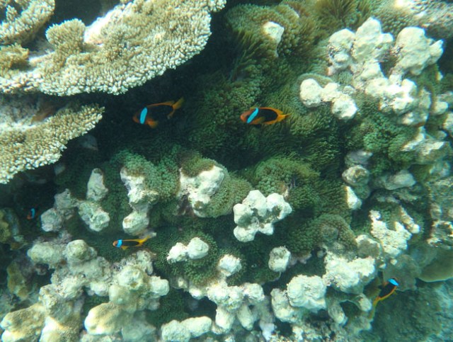 clownfish