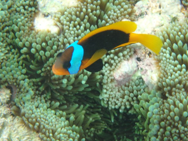 clown fish
