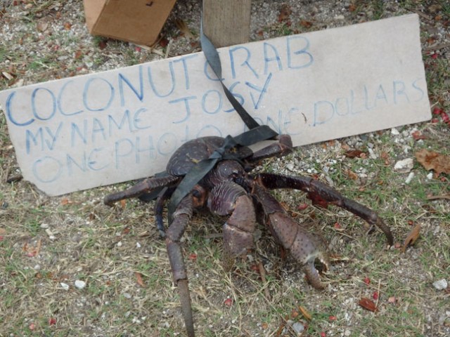 coconut crab