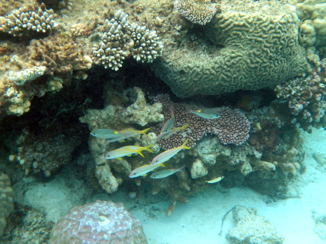 coral reef