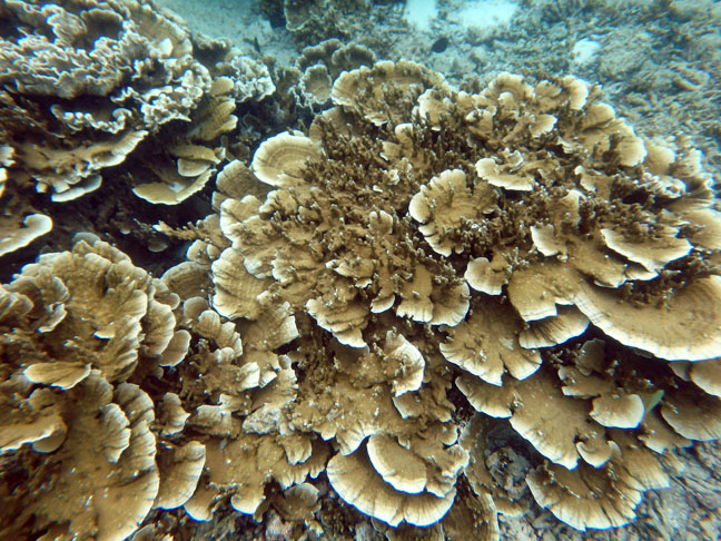 coral