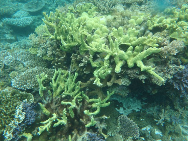 staghorn coral