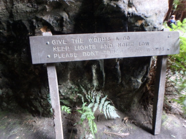 don't disturb the glow worms