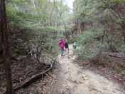 trail to glow worm tunnel
