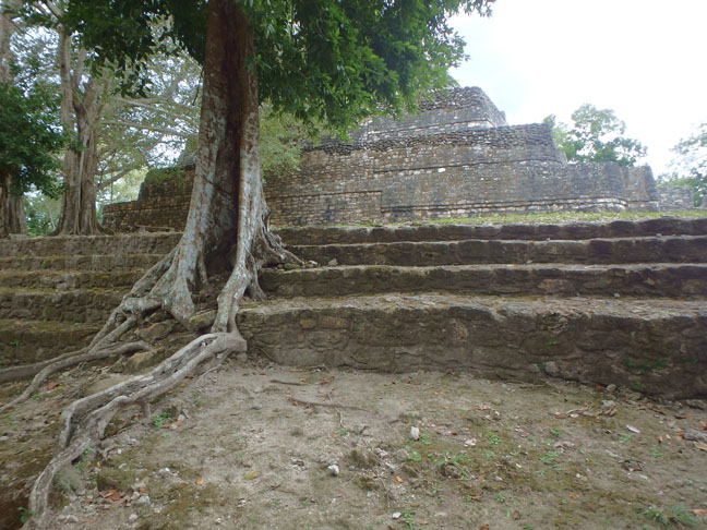 tree in the ruins