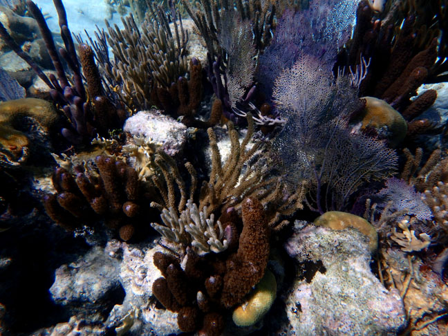 Caribbean coral